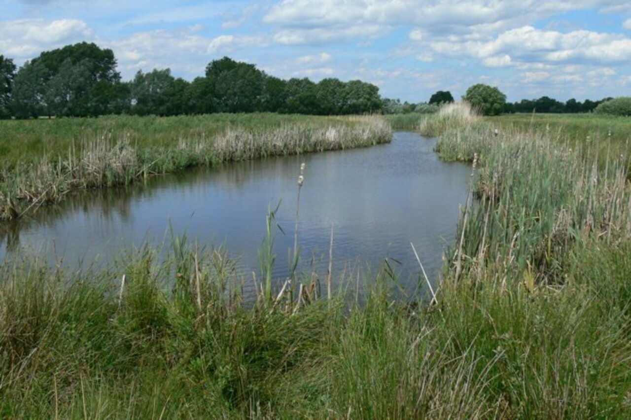 Flächenpool Nr. 5 und 20 | Boller Moor