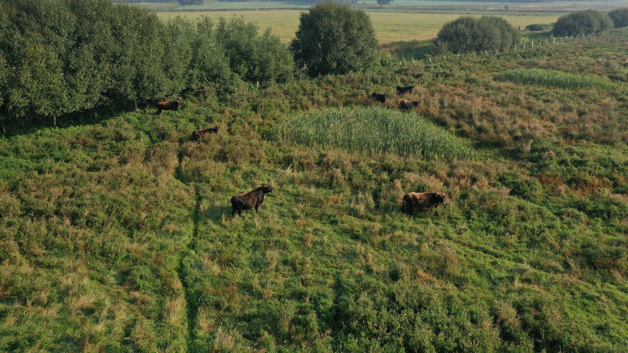 Flächenpool Nr. 5 und 20 | Boller Moor Image 4
