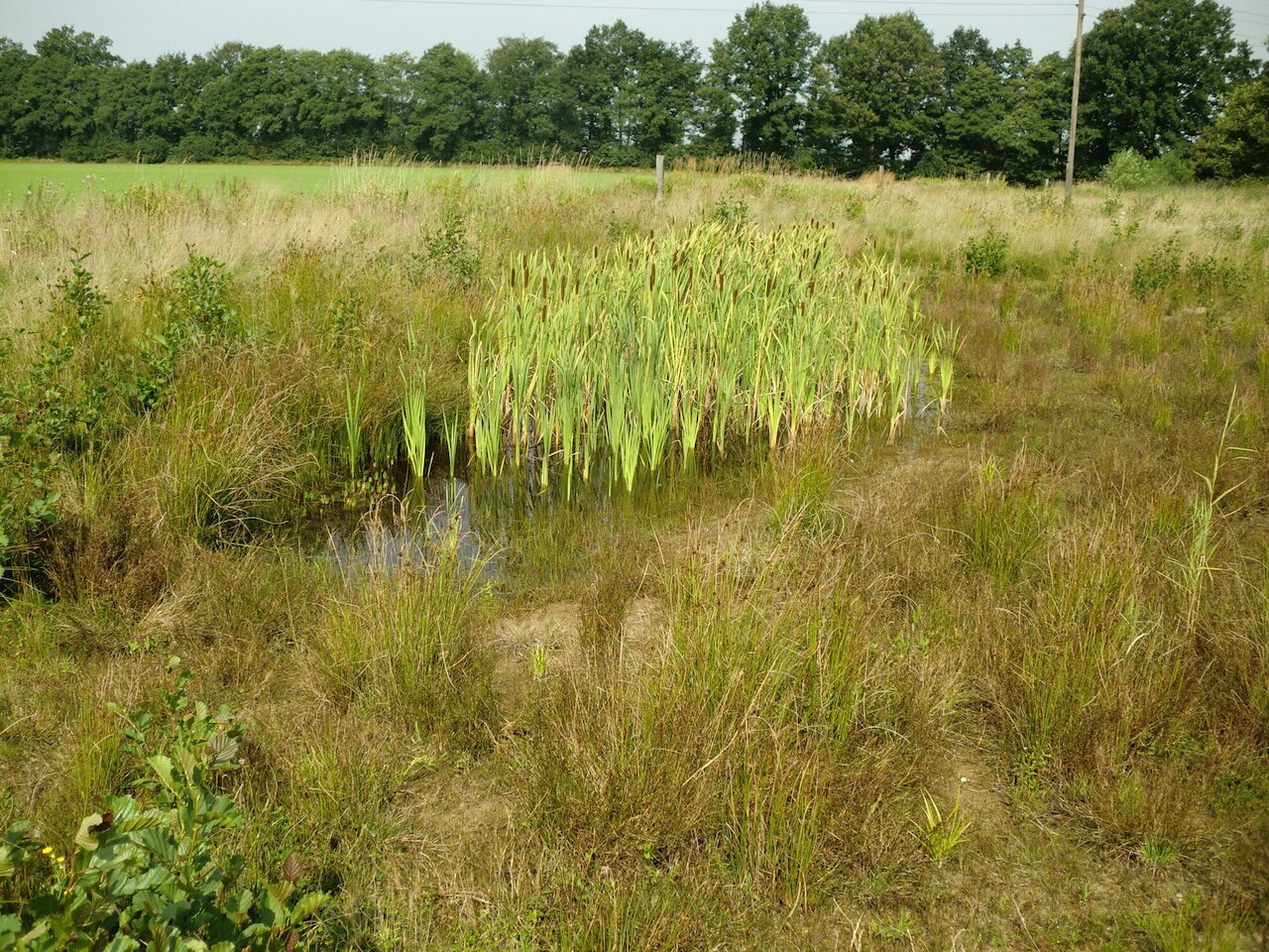 Flächenpool Nr. 6 | Lohne Knie Image 3