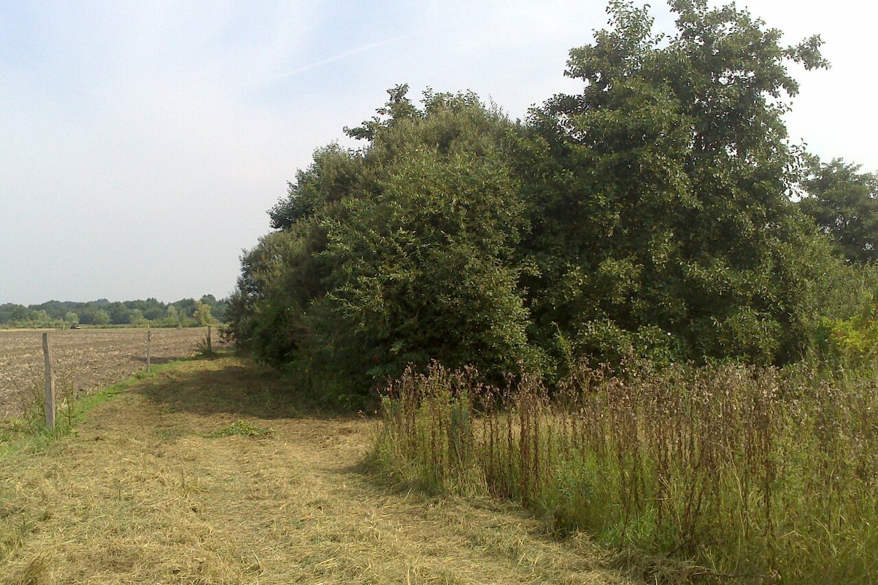 Flächenpool Nr. 6 | Lohne Knie Image 8