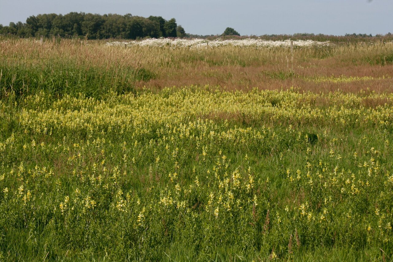 Flächenpool Nr. 7 | Rüschendorf Image 6